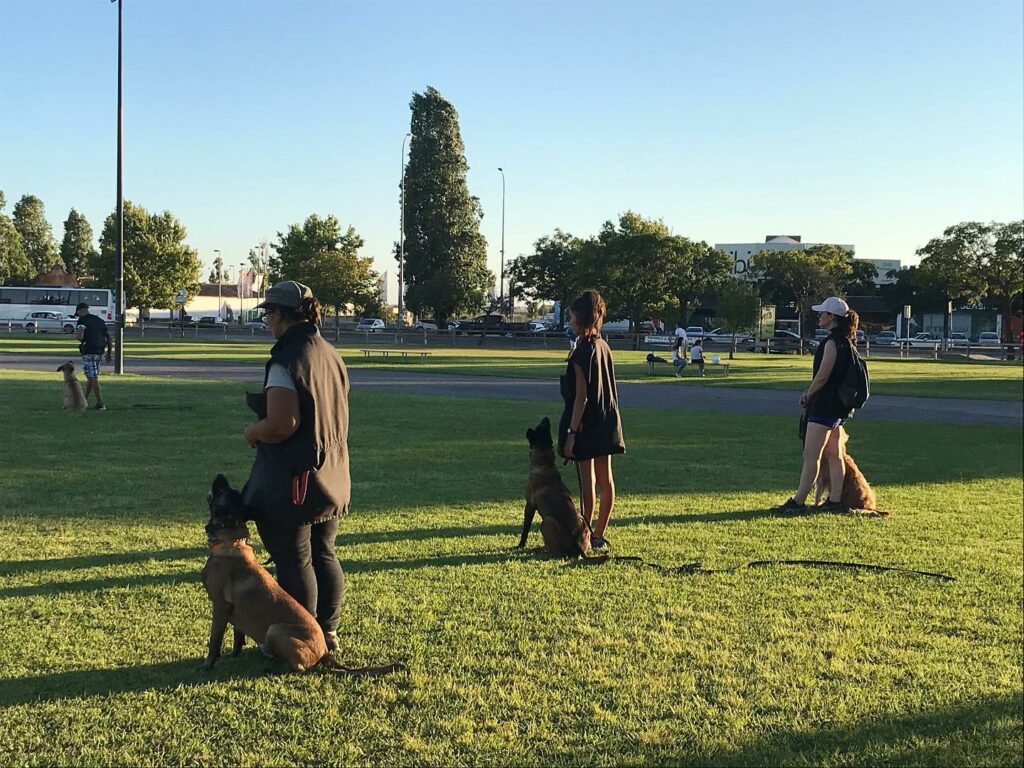 Fotografia de uma sessão de treino de comportamento ao ar livre para animais perigosos ou potencialmente perigosos