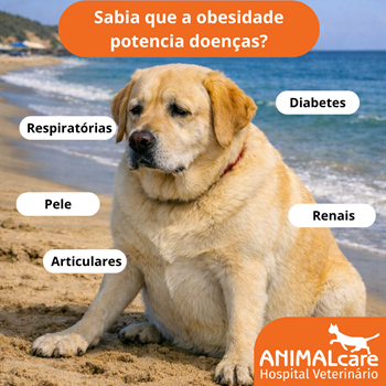 Esta figura ilustra as principais doenças que um cão obeso por ter: diabetes, problemas articulares, renais, dermatológicos (pele) e respiratórios