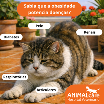 ESta figura ilustra as principais doenças que um gato obeso por ter: diabetes, problemas articulares, renais, dermatologócios (pele) e respiratórios