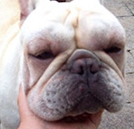 Cão com angioedema ANIMALcare