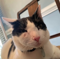 Gato com angioedema ANIMALcare