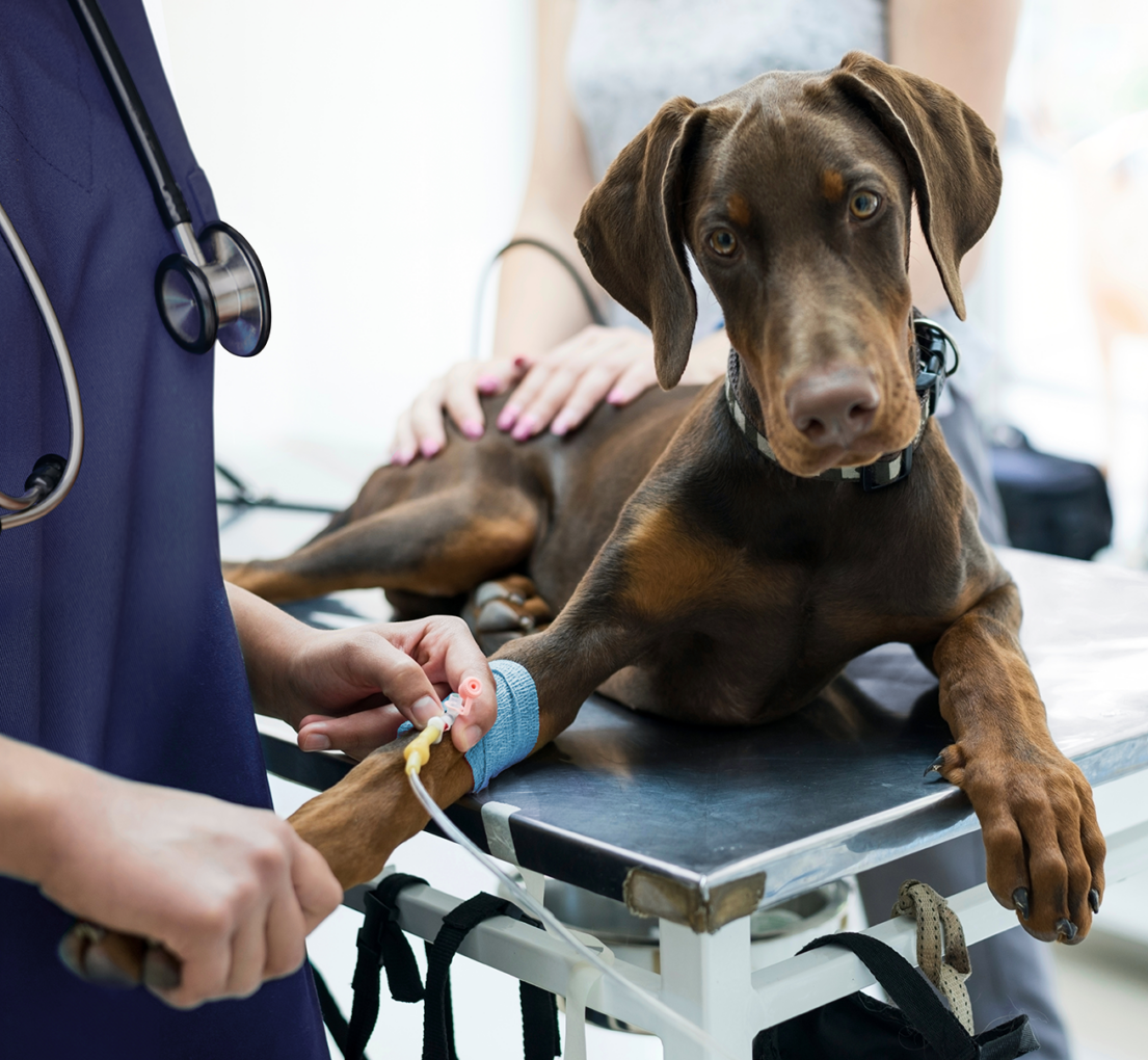 Cão a fazer fluidoterapia internamento ou urgência no veterinário 