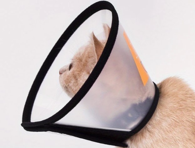 Colar de gatos 