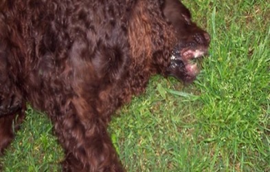 algumas raças de cães apresentam uma predisposição para a ocoorrência de epilépsia, é frequente a causa não ser identificável. 