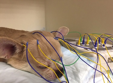 Realização do eletroencefalograma (EEG) é um exame que  regista a atividade elétrica cerebral; especialmente útil para caracterizar padrões de crise e diferenciar epilepsia. Ao contrário dos seres humanos não é frequetemente realizados pelo médico veterinário.
