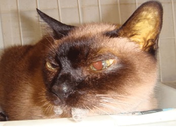Em gatos as convulsões são menos frequentes que em cães e, quando ocorrem são geralmente secundárias a outras doenças 