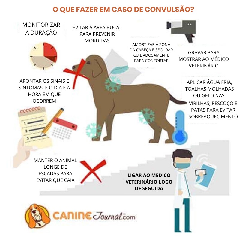 O que fazer quando está perante um quadro de convusão com o seu animal de companhia.