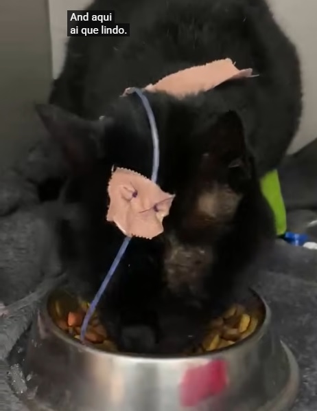 Este imagem liga ao vídeo ilustra o gato da figura 5 internado na ANIMALcare a ser capaz de se alimentar voluntariamente no internado no hospital Veterinário. A alimentação por sonda nasogástrica poderá deixar de ser necessária, sendo a hidratação e alimentação feita de formas mais simples