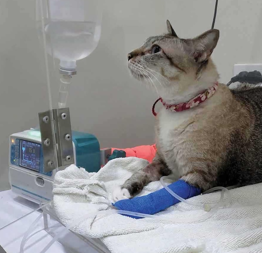 Gato a realizar fluidoterapia no veterinário com bomba infusora