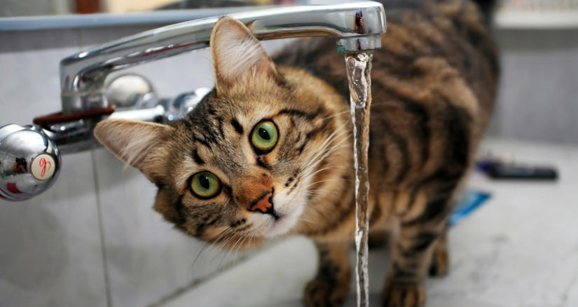 A água é fundamental para todos os organismos vivos, e os gatos domésticos não são exceção. A hidratação adequada desempenha um papel crucial na regulação da temperatura corporal, lubrificação das articulações, facilitação da digestão e suporte a inúmeras funções vitais. No entanto, ao contrário de muitas outras espécies, o gato doméstico evoluiu a partir de populações do gato-bravo-africano, Felis sylvestre lybica, o que resulta num baixo instinto de sede.  Esta característica deriva das suas origens evolutivas em ambientes desérticos, onde as fontes de água prontamente disponíveis eram escassas. Os seus antepassados adaptaram-se para obter humidade principalmente das suas presas, que normalmente contêm cerca de 70% de água. Consequentemente, os gatos domésticos podem não apresentar sinais de sede até atingirem uma desidratação de até 4%.