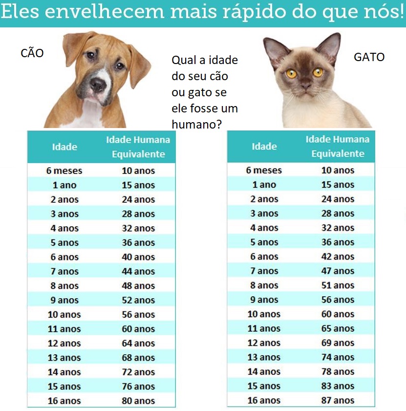Porque o animais de estimação envelhecem mais rápido, a idade fisiológica em cães e gato é sempre muito superior aos seres humano. A tabela ilustra a equiparação entre anos de idade de seres humanos e idades equivalentes em cães e gatos