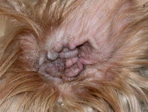 Antes do banho deve proteger os ouvidos. A entrada de água facilita o aparecimento de otites. Imagem ilustra uma otite crónica proliferativa no cão a necessitar de cuidados veterinários.