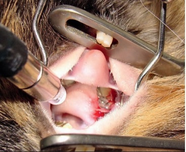 Inchaço e sangramento abundante das gengivas durante o exame oral em porquinho da Índia com carências de Vitamina C