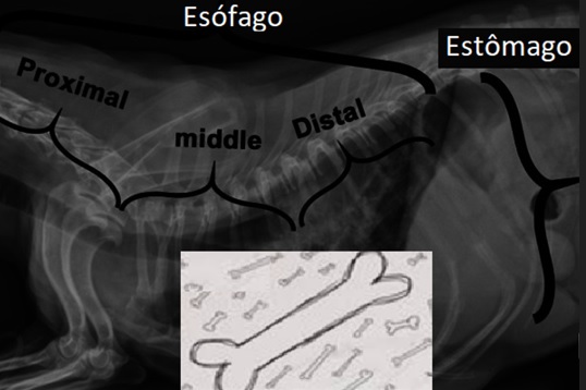 Corpos estranhos ósseos esofágicos (E-bFBs) e gástricos em cães são frequentemente um dilema que a nossa equipa médico Veterinária tem pela frente. A imagem ilustra a classificação dos corpos estranhos ósseos de acordo com a sua localização como esofágicos ou gástricos. A localização esofágica foi ainda subdividida em proximal (da orofaringe à entrada torácica), média (entre a entrada torácica e a carina) e distal (entre a carina e o esfíncter esofágico inferior). As conclusões e importância clínica apontam que embora todos os E-bFBs tenham sido removidos por avanço para o estômago, remoção endoscópica ou esofagotomia, a maioria dos corpos estranhos ósseos gástricos foi deixada in situ para dissolução, sem complicações relatadas. O avanço gástrico dos E-bFBs deve ser considerado quando a remoção oral não é viável, e a dissolução pode ser considerada mesmo com ossos grande