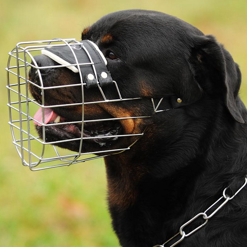 Fotografia de um Rottweiler com um açaime estilo gaiola, bem ajustado à cabeça, sem que interfira com a função respiratória
