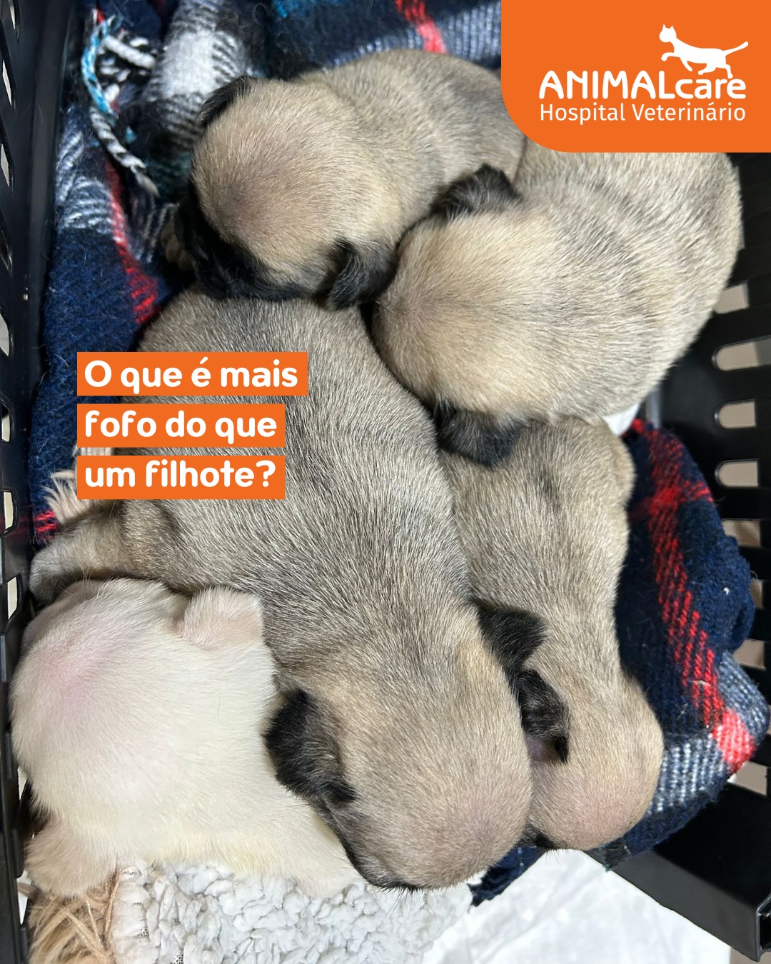 ninhada com um animal albino motivo de curiosidade e cuidados médico veterinário especiais