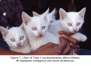 Ninhada de gatinhos albinos com sinais oculocutâneos. Todos os gatos apresentavam nistagmo e algum estrabismo.