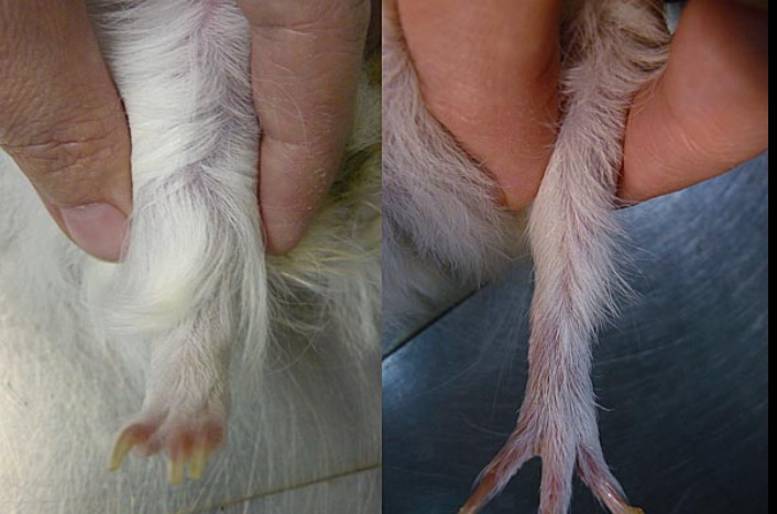  Nos animais jovens, o escorbuto avançado manifesta-se geralmente como relutância em andar. Os animais sofrem de inflamação das articulações do joelho e/ou do calcanhar, seguida de deformação dolorosa e, consequentemente, rigidez. Além disso, desenvolvem-se hematomas espontâneos, levando a dores musculares