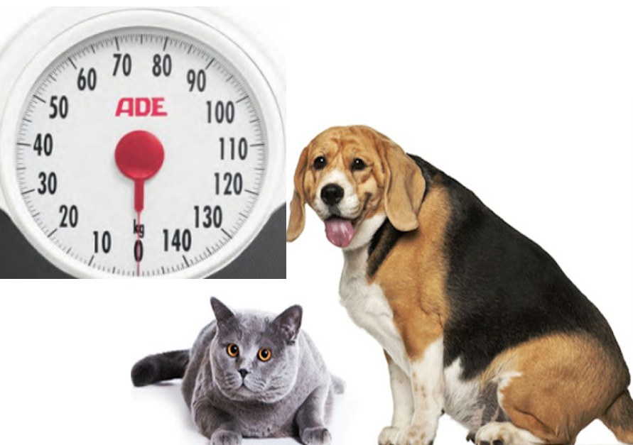 A obesidade é um risco para diversas doenças, o controle de peso é essencial em cães e gatos. Pese regularmente o seu animal de estimação para evitar doenças