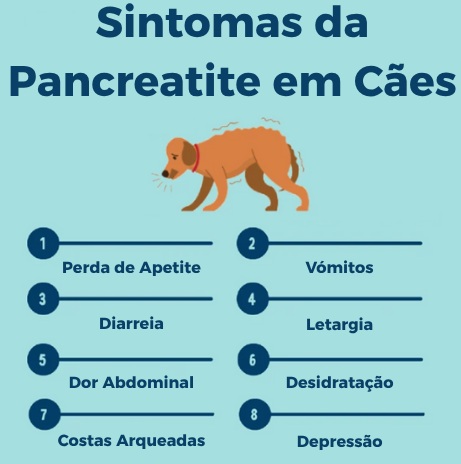Sintomas da Pancreatite_ANIMALcare Hospital Veterinário