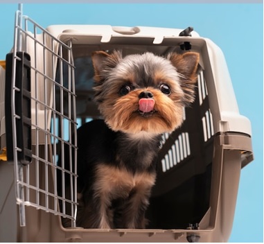 transporte de cães e gatos em transportadoras ventiladas e resistentes aumentar a segurança da viagem