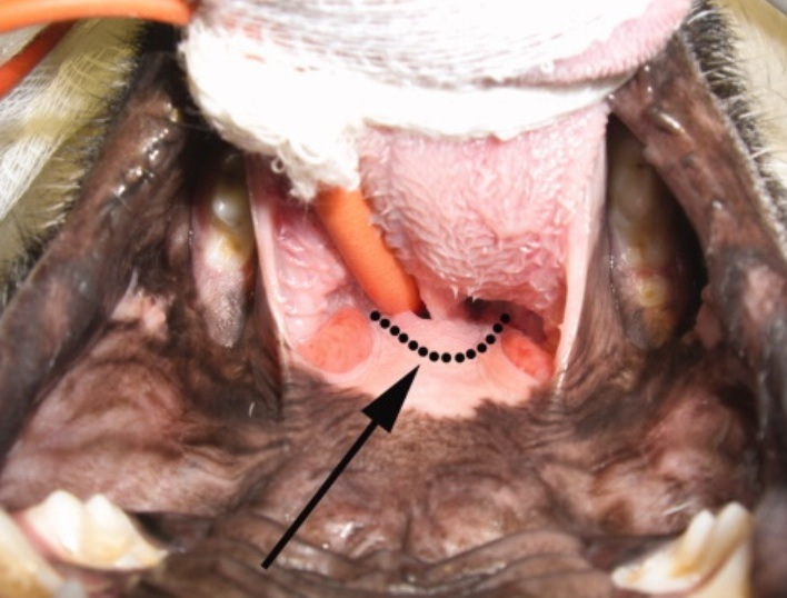 Palto mole