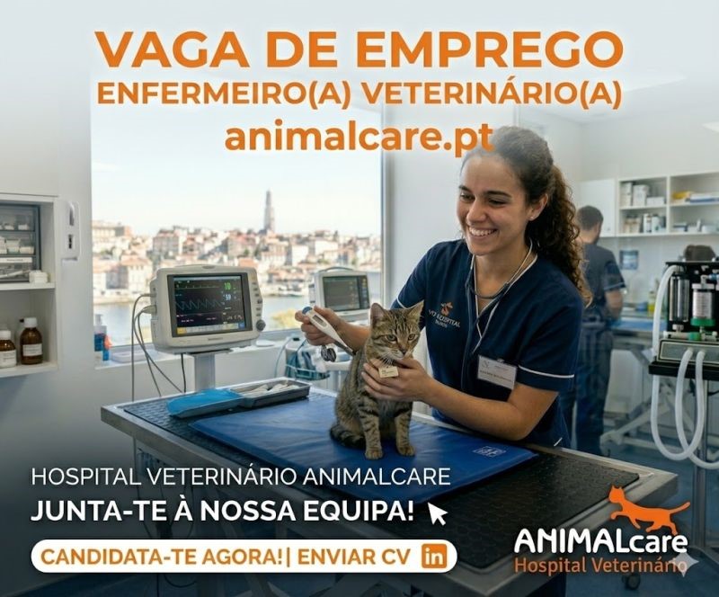 A procura constante por novos enfermeiros veterinários com competência acrescidas faz parte da estratégia do Hospital Veterinário ANIMALcare no Porto. O aumento de pacientes, dada a confiança no nosso trabalho; a especialização e inovação constante da profissão de enfermeiro veterinário; o equilíbrio e bem-estar da equipa e as novas instalações, equipas e turnos para reforço de serviços estão na génese desta nossa visão e estratégia de manter a contratação de auxiliares e enfermeiros abertos em permanência.