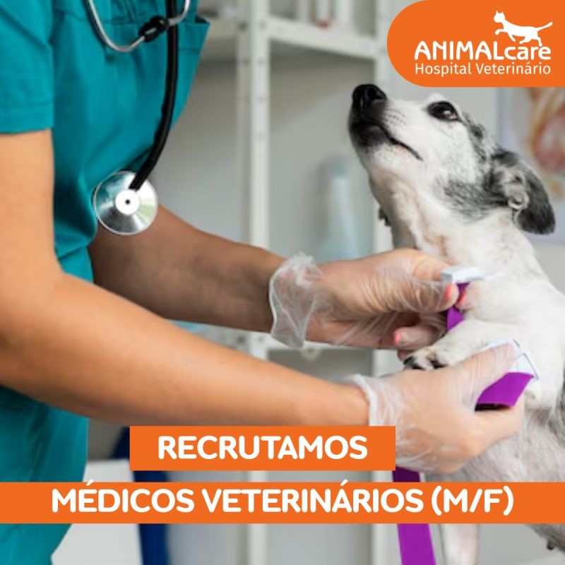 A procura constante por novos médicos veterinários com competência acrescidas faz parte da estratégia do Hospital Veterinário ANIMALcare no Porto. O aumento de pacientes, dada a confiança no nosso trabalho; a especialização e inovação constante da profissão médico veterinária; o equilíbrio e bem-estar da equipa e as novas instalações, equipas e turnos para reforço de serviços estão na génese desta nossa visão e estratégia