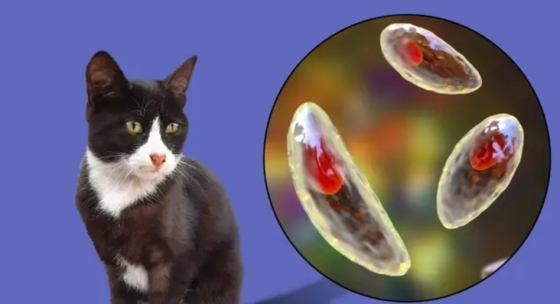 Toxoplasmose em Gatos: Riscos Sintomas e Tratamento