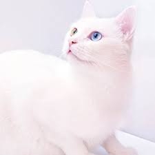 não confundir o albinismo verdadeiro com gatos de raças brancos puros que não são albinos
