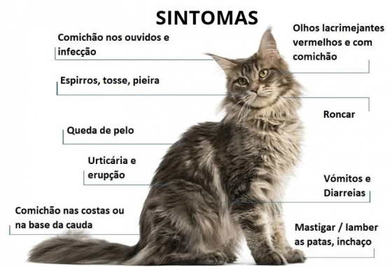 Principais sinais clínicos de alergias no gato. A Sintomatologia no gato com alergia varia bastante. Alguns sinais clínicos são a comichão e infeção nos ouvidos; olhos lacrimejantes vermelhos e com comichão; espirros, tosse e pieira respiratória; roncar; queda de pelo; urticária e erupção cutâena; vómitos e diarreias; comichão na base da cauda e costas; e mastigar ou lamber as patas que podem apresentar inchaço.