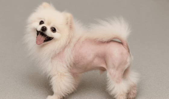 Alopecia X – uma condição dermatológica veterinária do cão