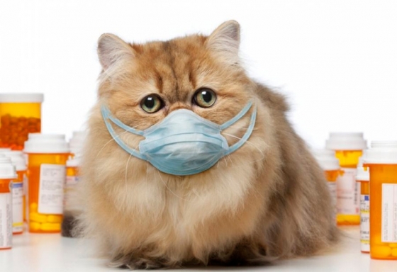 Anemia Infeciosa Felina: Causas Sintomas e Tratamentos
