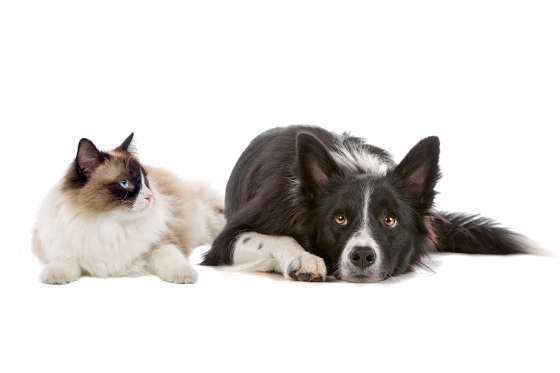 Custos veterinários em Portugal: quanto custa cuidar da saúde do seu cão ou gato?