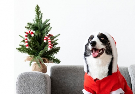 Acidentes Veterinários no Natal e Ano Novo: Como Proteger o Seu Cão ou Gato Durante a Época Natalícia