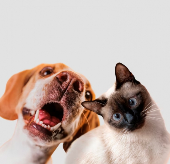 Diferenças Entre Gatos e Cães: quais a maiores diferenças nas necessidades de cuidados