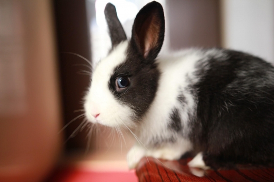 Abcessos Dentários em Coelhos: Um Problema Veterinário Comum