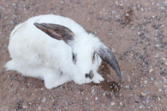 Coccidiose em coelhos: uma causa frequente da consulta veterinária