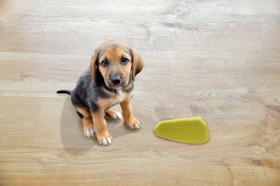 Infeção Urinária em Cães: Sinais de Alerta e Tratamento Eficaz
