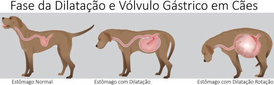 Dilatação e torção  vólvulo gástrico em cães