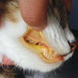 Lipidose hepática: uma causa frequente de internamento veterinário em gatos
