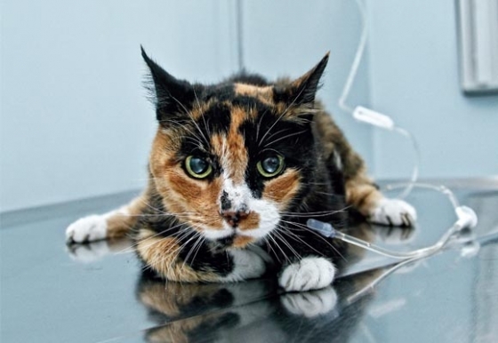 Fluidoterapia em Cães e Gatos