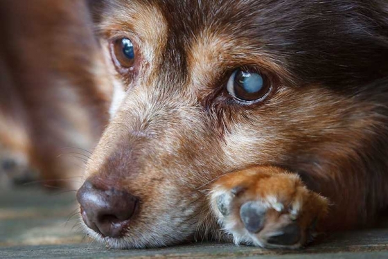 Glaucoma em Cães e Gatos: Prevenção e Tratamento para Manter a Visão do Seu Animal de Estimação