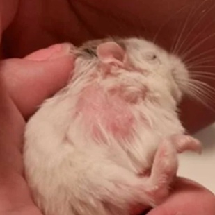 O seu Hamster perdeu pelo? Conheça os problemas dermatológicos veterinários mais comuns