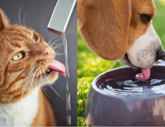 A importância da hidratação em cães e gatos: evite tratamento veterinário urgente