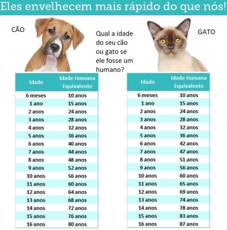 Qual a importância da idade no acompanhamento médico veterinário do seu cão ou gato