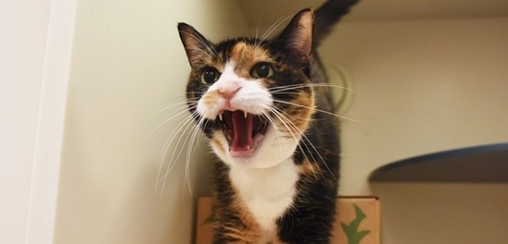 Agressividade em Animais de Companhia – um problema para tutores e veterinários