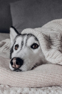 Cuidados Especiais com Animais de Estimação Durante o Inverno