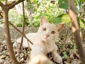 Imunodeficiência Felina (FIV)