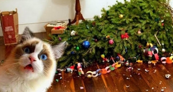Como Proteger a sua Árvore de Natal dos Gatos e Evitar Acidentes